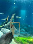 サンシャイン水族館に投稿された画像（2024/11/25）
