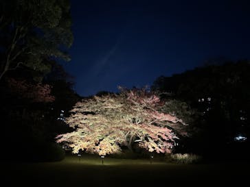 六義園に投稿された画像（2024/11/25）