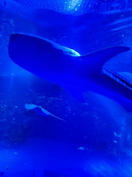 のとじま水族館に投稿された画像（2024/11/25）