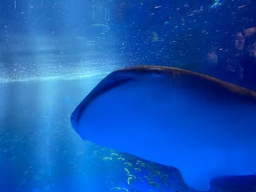 のとじま水族館に投稿された画像（2024/11/25）
