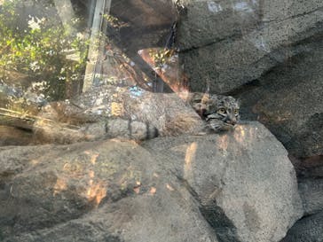 神戸どうぶつ王国に投稿された画像（2024/11/25）