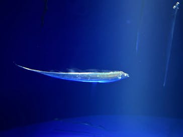 サンシャイン水族館に投稿された画像（2024/11/25）