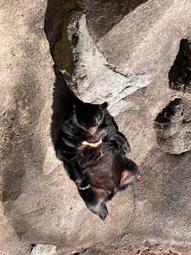 奥飛騨クマ牧場に投稿された画像（2024/11/25）