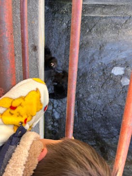 奥飛騨クマ牧場に投稿された画像（2024/11/25）