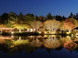 国営昭和記念公園 秋の夜散歩に投稿された画像（2024/11/25）