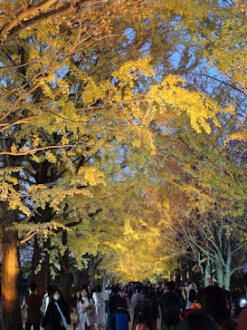 国営昭和記念公園 秋の夜散歩に投稿された画像（2024/11/25）