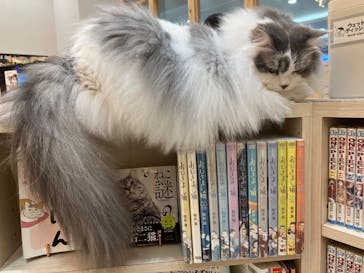 猫カフェモカ　イオンモール東久留米店に投稿された画像（2024/11/25）