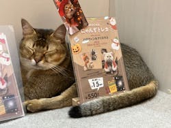 猫カフェモカ　イオンモール東久留米店に投稿された画像（2024/11/25）