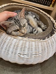 猫カフェモカ　イオンモール東久留米店に投稿された画像（2024/11/25）