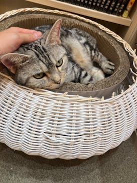 猫カフェモカ　イオンモール東久留米店に投稿された画像（2024/11/25）