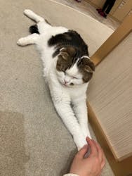 猫カフェモカ　イオンモール東久留米店に投稿された画像（2024/11/25）