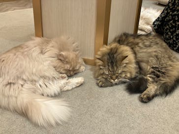 猫カフェモカ　イオンモール東久留米店に投稿された画像（2024/11/25）