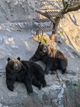 のぼりべつクマ牧場に投稿された画像（2024/11/25）