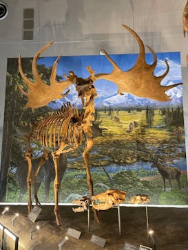 福井県立恐竜博物館に投稿された画像（2024/11/25）