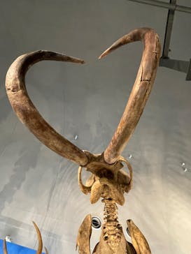 福井県立恐竜博物館に投稿された画像（2024/11/25）