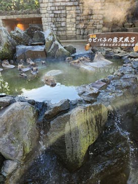 伊豆シャボテン動物公園に投稿された画像（2024/11/25）