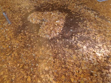 国営昭和記念公園 秋の夜散歩に投稿された画像（2024/11/25）