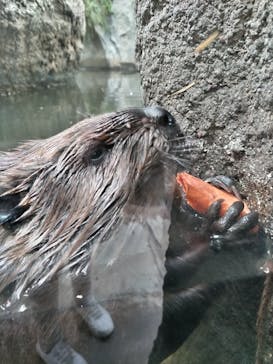 神戸どうぶつ王国に投稿された画像（2024/11/25）