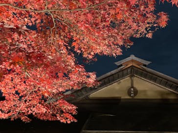 国営昭和記念公園 秋の夜散歩に投稿された画像（2024/11/25）