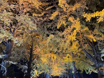 国営昭和記念公園 秋の夜散歩に投稿された画像（2024/11/25）