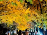 国営昭和記念公園 秋の夜散歩に投稿された画像（2024/11/25）