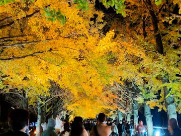 国営昭和記念公園 秋の夜散歩に投稿された画像（2024/11/25）