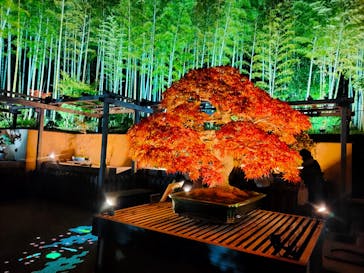 国営昭和記念公園 秋の夜散歩に投稿された画像（2024/11/25）