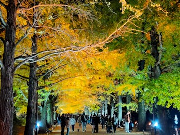 国営昭和記念公園 秋の夜散歩に投稿された画像（2024/11/25）