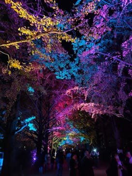 国営昭和記念公園 秋の夜散歩に投稿された画像（2024/11/25）