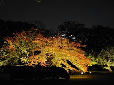 六義園に投稿された画像（2024/11/25）