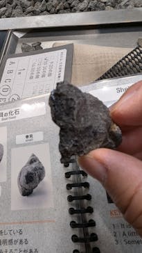 福井県立恐竜博物館に投稿された画像（2024/11/25）