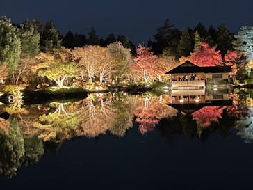 国営昭和記念公園 秋の夜散歩に投稿された画像（2024/11/25）