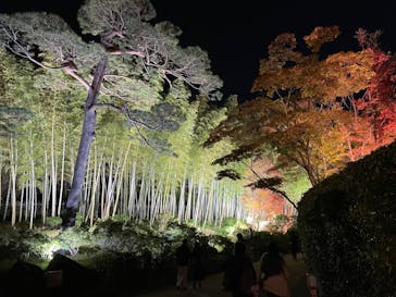 国営昭和記念公園 秋の夜散歩に投稿された画像（2024/11/25）