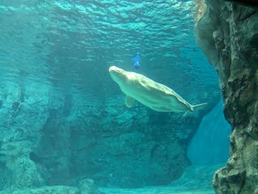 名古屋港水族館に投稿された画像（2024/11/25）