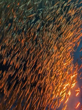 名古屋港水族館に投稿された画像（2024/11/25）