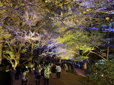 国営昭和記念公園 秋の夜散歩に投稿された画像（2024/11/25）