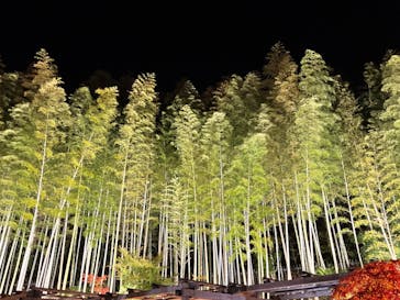 国営昭和記念公園 秋の夜散歩に投稿された画像（2024/11/25）