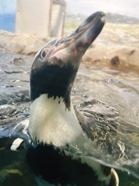 新江ノ島水族館に投稿された画像（2024/11/25）