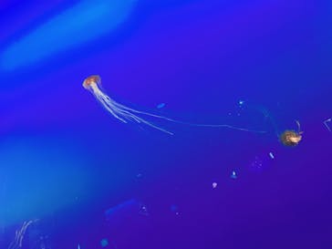 新江ノ島水族館に投稿された画像（2024/11/25）