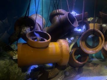 竹島水族館に投稿された画像（2024/11/25）