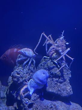 竹島水族館に投稿された画像（2024/11/25）