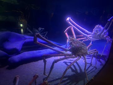 竹島水族館に投稿された画像（2024/11/25）