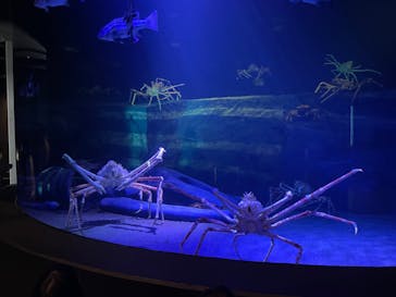 竹島水族館に投稿された画像（2024/11/25）