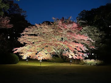 六義園に投稿された画像（2024/11/26）