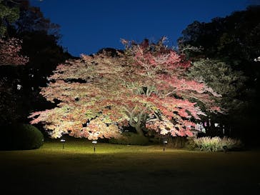 六義園に投稿された画像（2024/11/26）