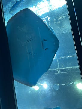 沖縄美ら海水族館に投稿された画像（2024/11/26）