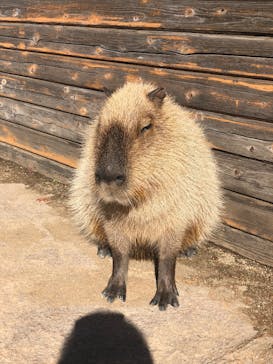 那須どうぶつ王国に投稿された画像（2024/11/26）