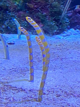 名古屋港水族館に投稿された画像（2024/11/26）