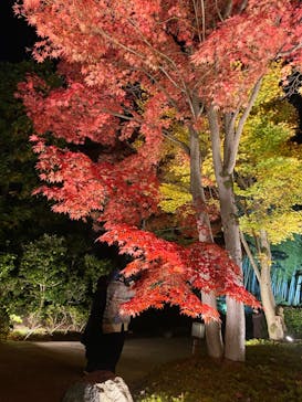 国営昭和記念公園 秋の夜散歩に投稿された画像（2024/11/26）