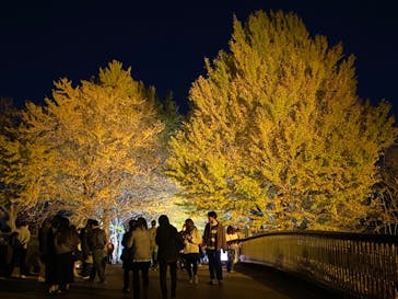 国営昭和記念公園 秋の夜散歩に投稿された画像（2024/11/26）
